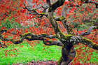 Gnarled mossy tree with red leaves