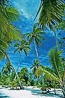 Green palm trees on white sand beach