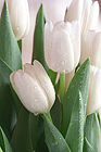 Closeup white tulips with water drops