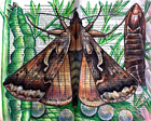 Alfalfa Looper Moth (Autographa californica) by Fred Smith