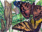 American Lady (Vanessa virginiensis) And Tiger Swallowtail (Papillo ruturens) by Fred Smith