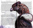 Andean Condor(Vultur gryphus) by Fred Smith