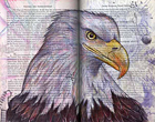 Bald Eagle (Haliaeetus leucocephalus) by Fred Smith