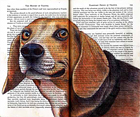 Beagle by Fred Smith