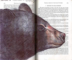 Black Bear (Ursus americanus) by Fred Smith