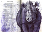Black Rhinoceros (Diceros bicornis) by Fred Smith