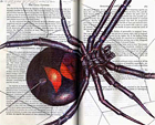 Black Widow (Latrodectus mactans) by Fred Smith