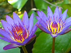 Tropical water lilies - purple