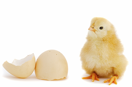Adorable baby chick and egg