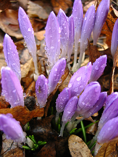 Purple crocus with droplets