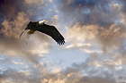 Eagle with nesting grass
