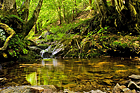 Forest pond