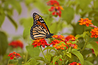 Monarch Butterfly on Orange Lantana