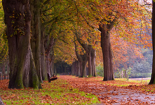 autumn colors in the park