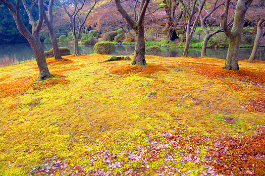 Japanese garden with yellow groundcover