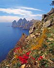 Nature view - seashore, rocky cliffs, hillside of flowers
