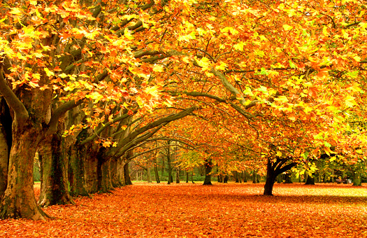 Fall trees in a park