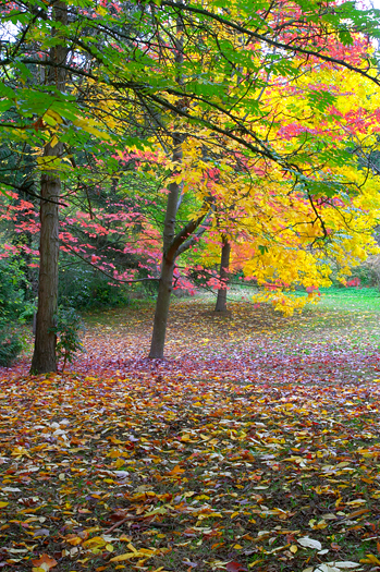 Fall colors