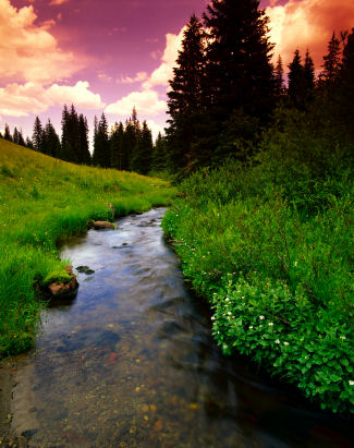 Stream through a forest landscape