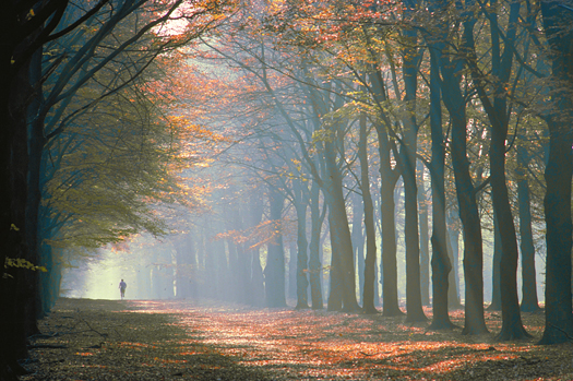Man running through tree-lined avenue