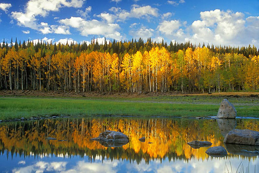 Lake refection of Fall trees by Don Paulson