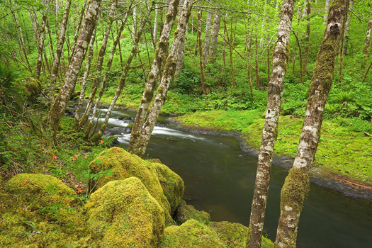 Nestucca River, Oregon by Don Paulson