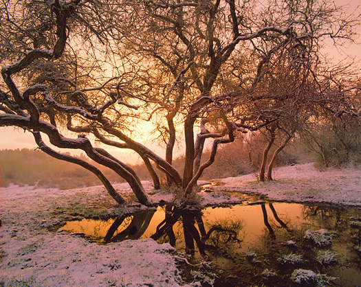 Scrub Oak Sunset, San Juan Mountains