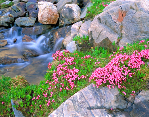 Mountain Laurel, Sawtooths - Mount Zirkel Wilderness near Steamboat Springs by John Fielder