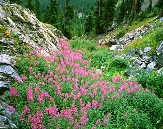 Tenmile Range Fireweed - Tenmile Range near Breckenridge, Colorado by John Fielder