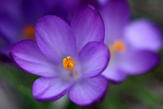 violet crocus orange stem