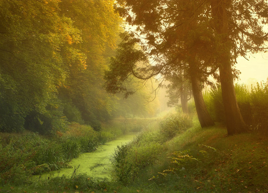 Brook and trees with autumn leaves in the mist