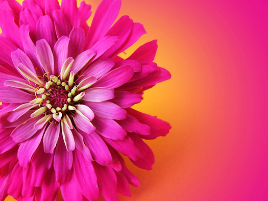 zinnia