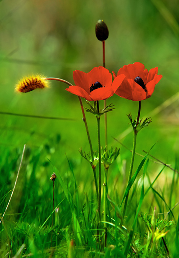 red flowers with caterpillar