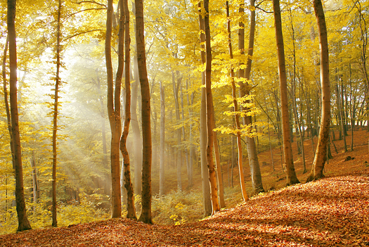 Solar beams making the way through a fog