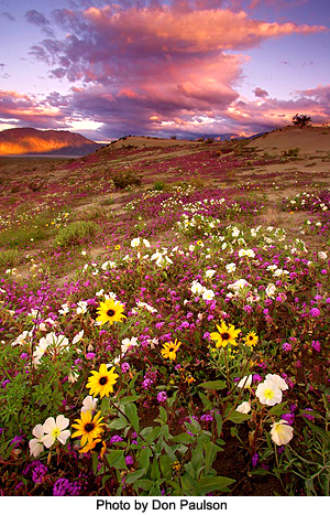 Mountain Meadow by Don Paulson