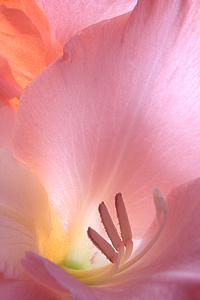 Close-up of the inside of a pink flower by Don Paulson