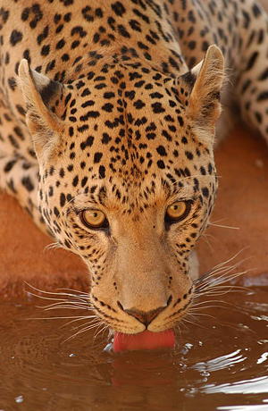 Leopard - Namibia, Africa