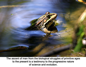 frog in lake