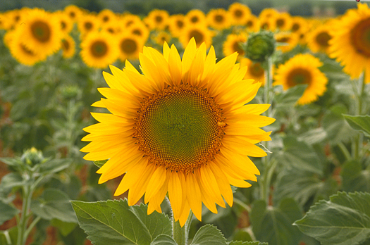 Sunflower