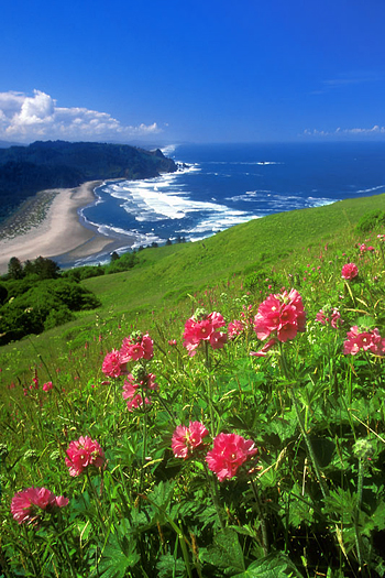 Cascade Head by Don Paulson