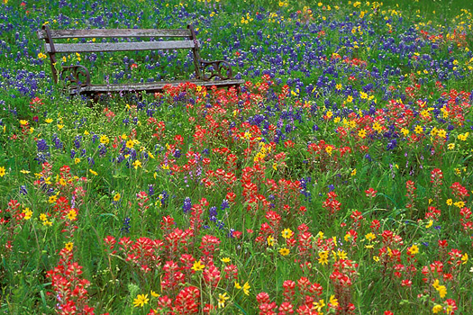 Texas Bluebonnet, Indian Paintbrush, bench, Texas Hill Country meadow by Don Paulson