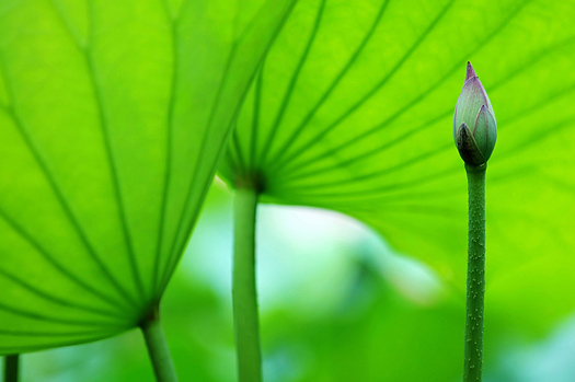 Lotus bud under the lotus pads (leaves)