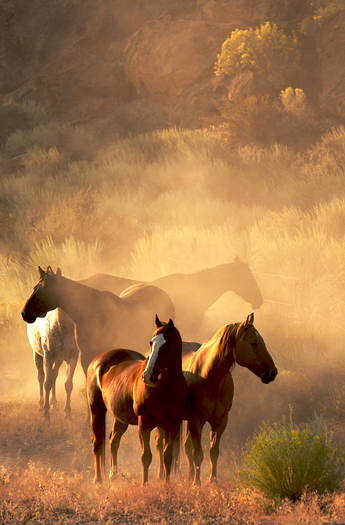 peaceful gather of four horses at sunset in the desert