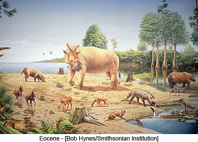 Eocene - [Bob Hynes/Smithsonian Institution]