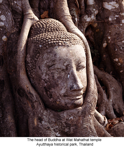 The head of Buddha at Wat Mahathat temple, Ayutthaya historical park, Thailand