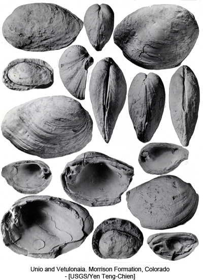Unio and Vetulonaia. Morrison Formation, Colorado - [USGS/Yen Teng-Chien]