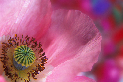 Poppy by Don Paulson