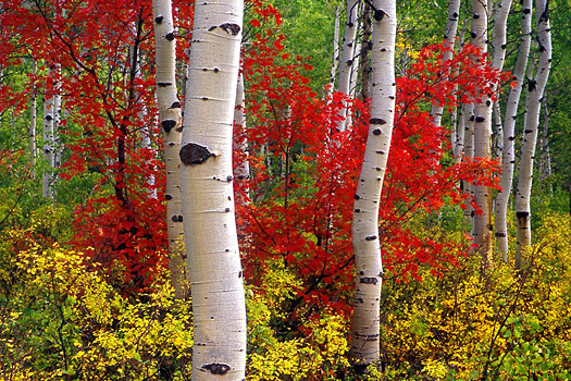 Aspen Maple by Don Paulson