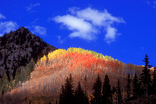 Aspen Knoll by Don Paulson