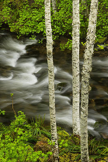 Rushing stream by Don Paulson